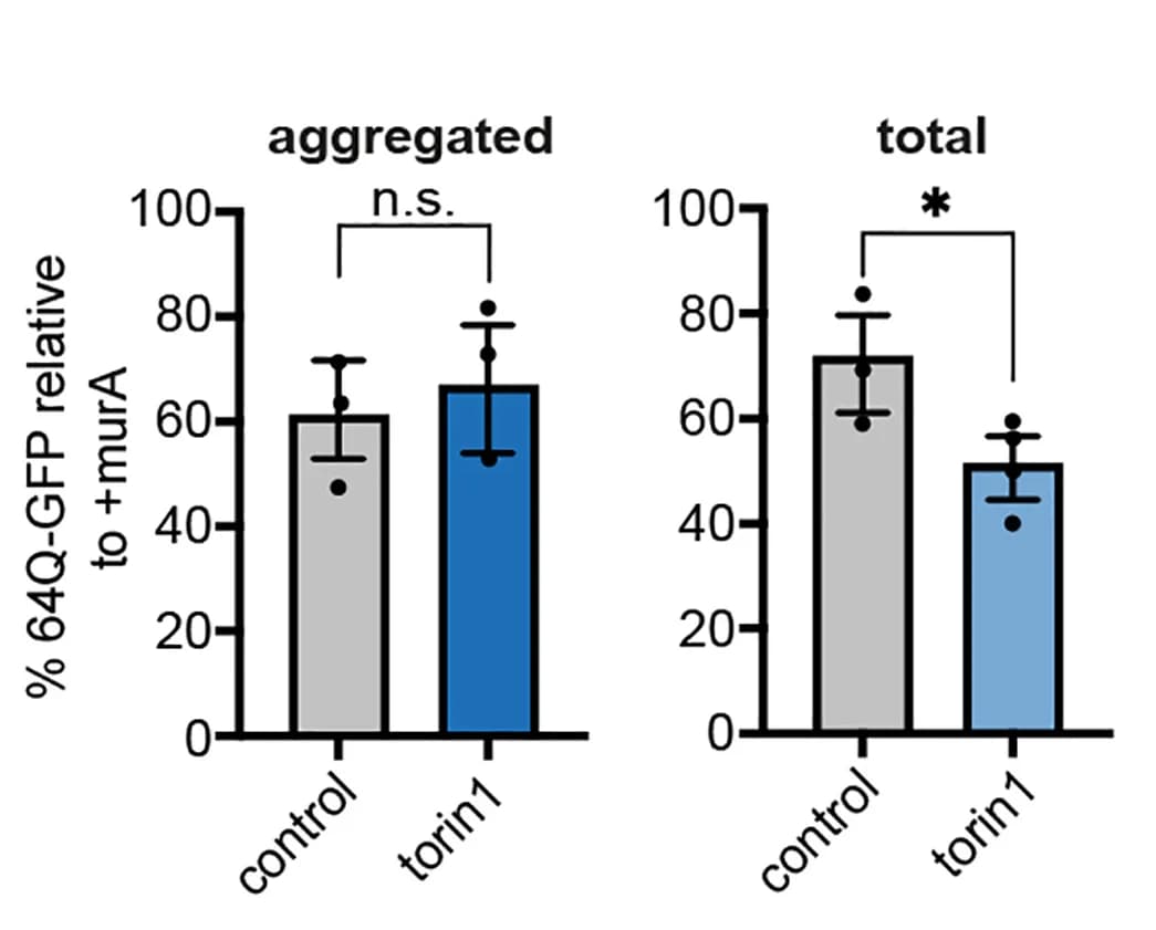 Open access visualization of Bar Plot, Error Bars, Quantification, Muristerone A, Immunoblot