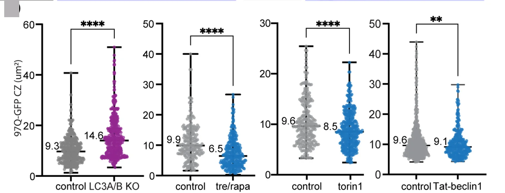 Open access visualization of Violin Plot, Image Quantification, 97Q-GFP, Aggregate Central Zone, Control Cells