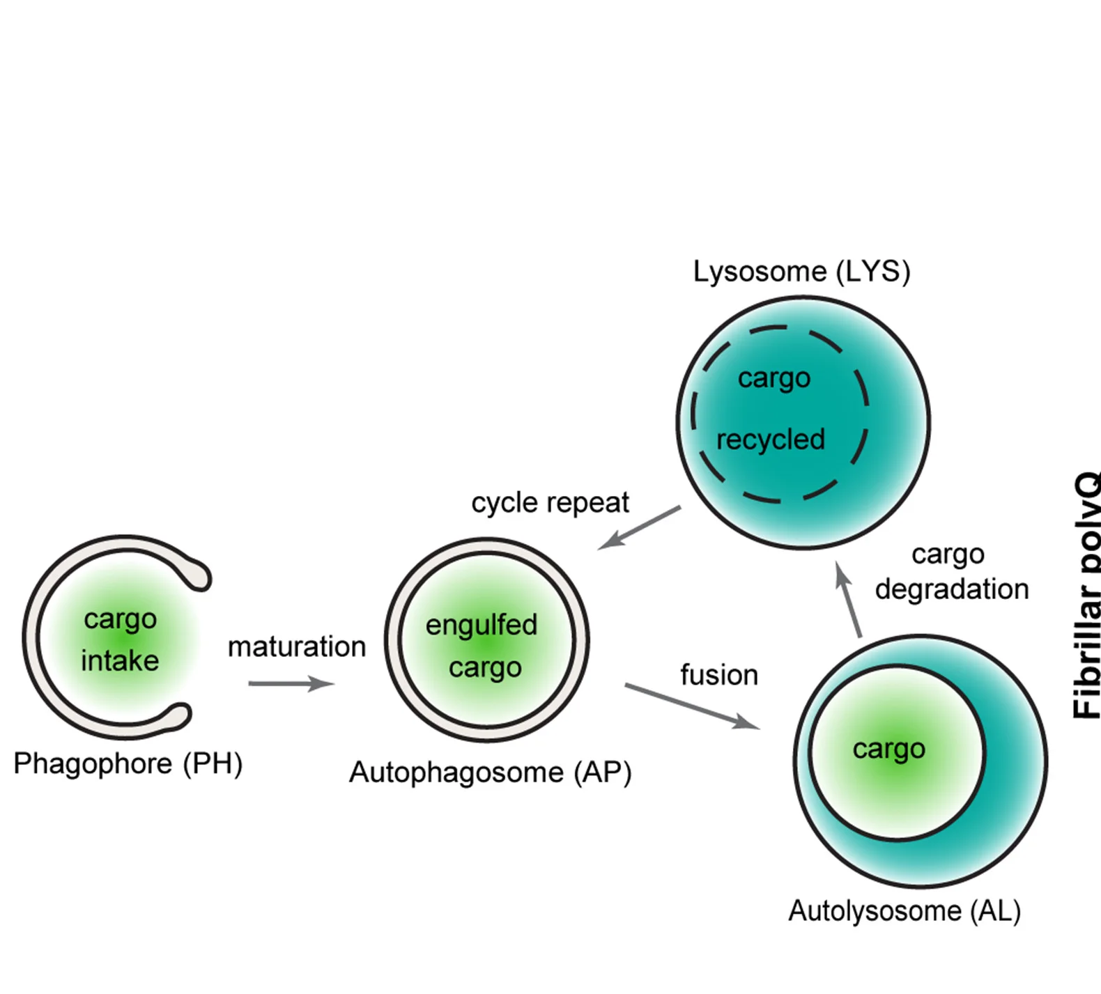 Open access visualization of Workflow, Illustration, Autophagic Degradation, Autophagy