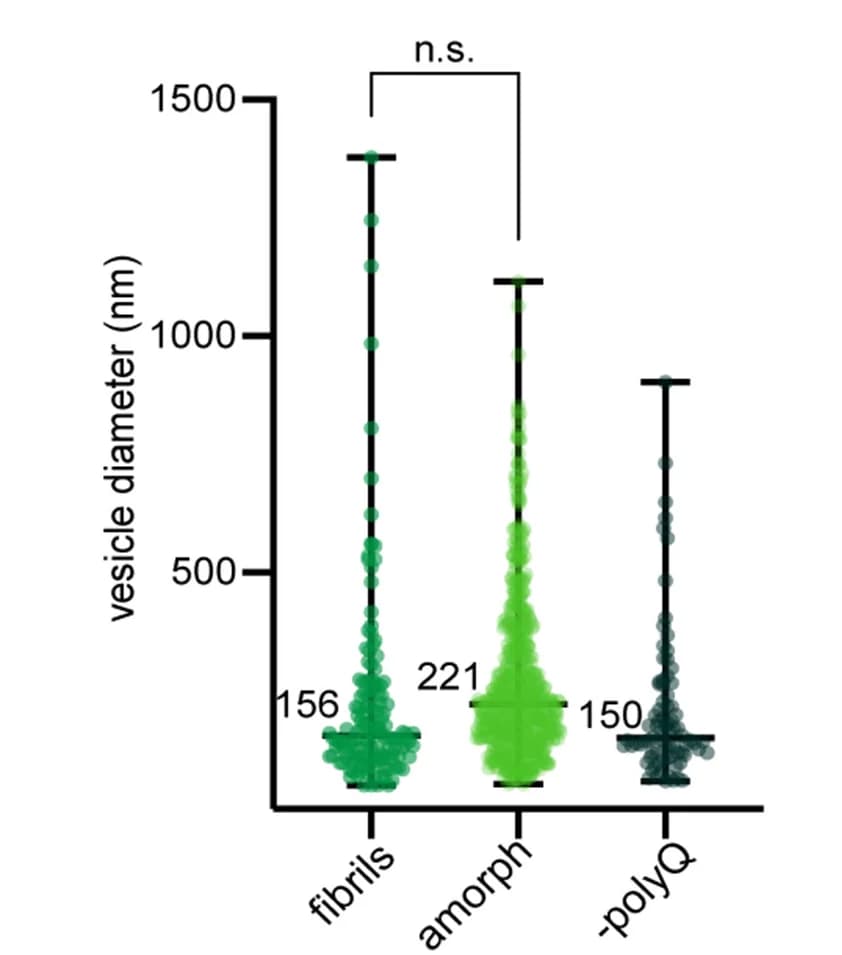 Open access visualization of Violin Plot, Scatter Plot, Tomogram Quantification, Diameter, Phagophores