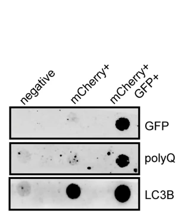 Open access visualization of Gel, Fluorescence Vesicle Sorting, RFP, GFP, Antibodies
