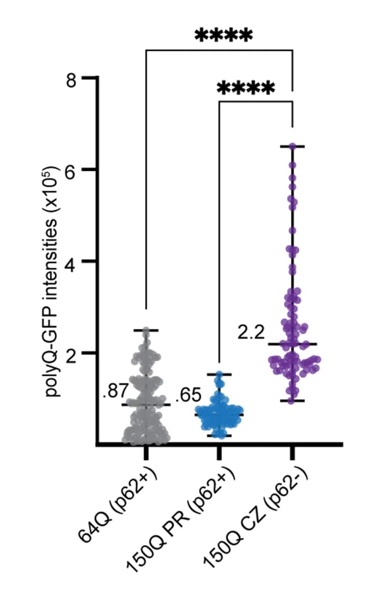 Open access visualization of Scatter Plot, Error Bars, Image Quantification, 64Q-GFP, 150Q-GFP