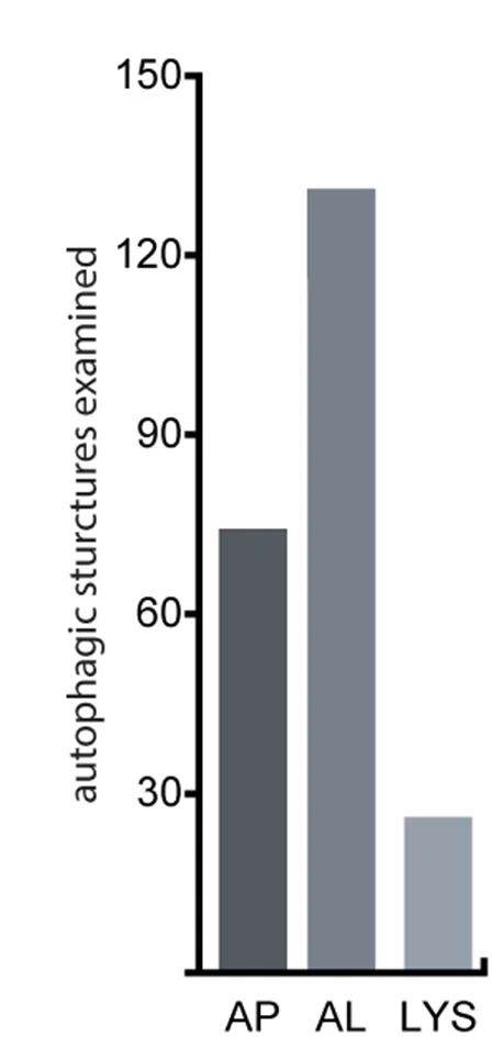 Open access visualization of Bar Plot, Autophagic Structures, Cryo-ET