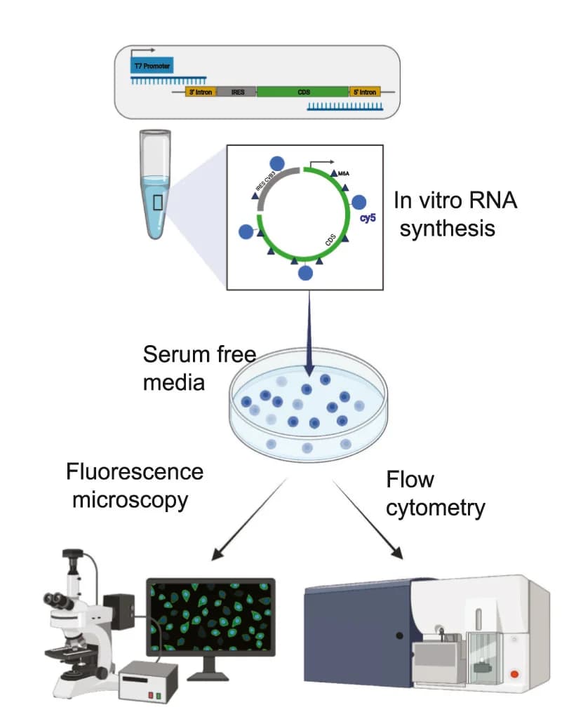 Open access visualization of Workflow, Illustration, circRNA, Fluorescence Microscopy, Flow Cytometry