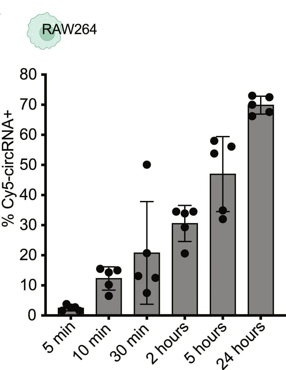 Open access visualization of Bar Plot, Error Bars, circRNA, Flow Cytometry, RAW264 Cells