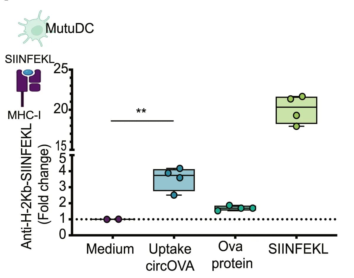 Open access visualization of Box Plot, Scatter Plot, Fluorescent Intensity, SIINFEKL Peptide, MHC Class I Antibody