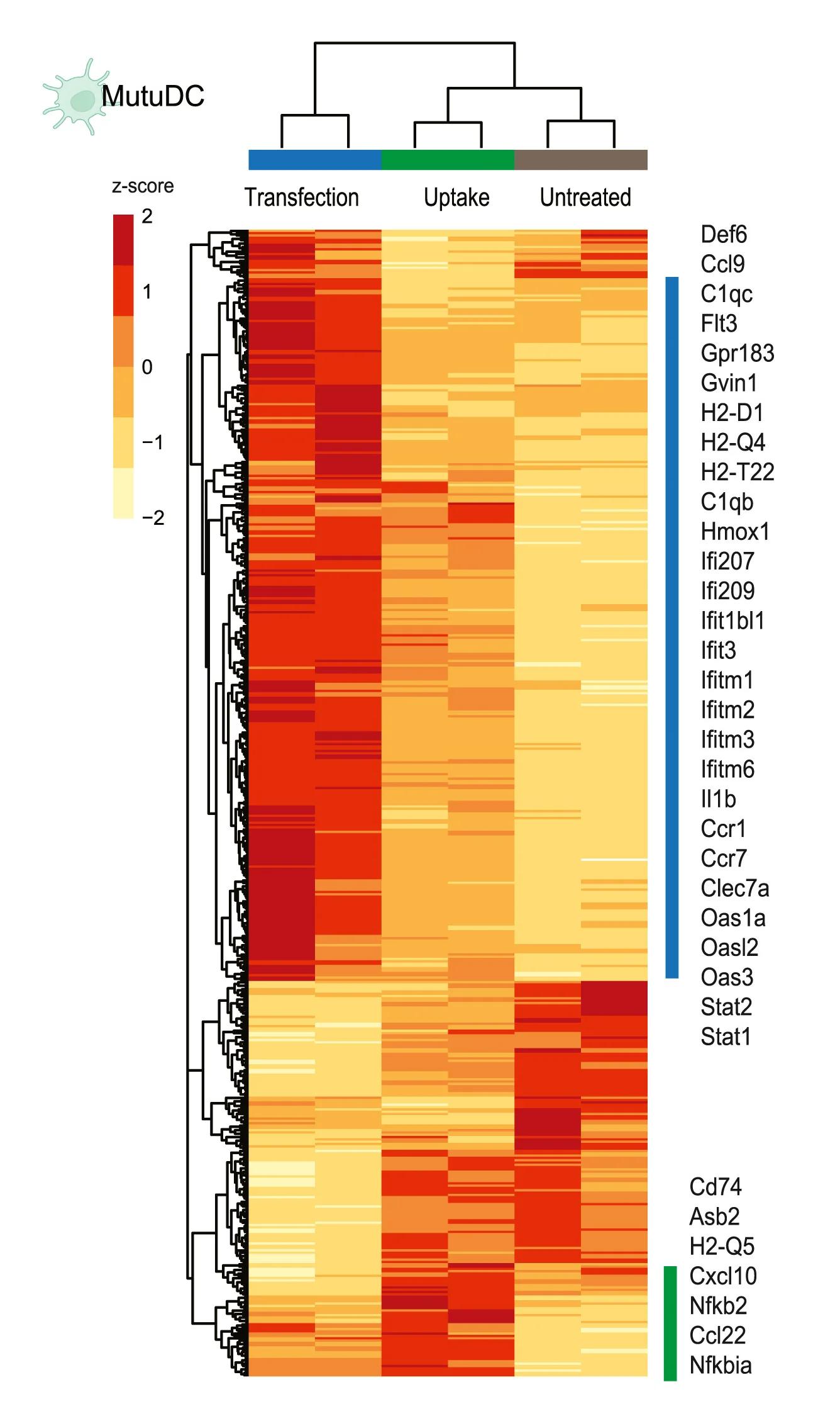 Open access visualization of Heatmap, Clustered, Gene Expression, circRNA Uptake, circRNA Transfection