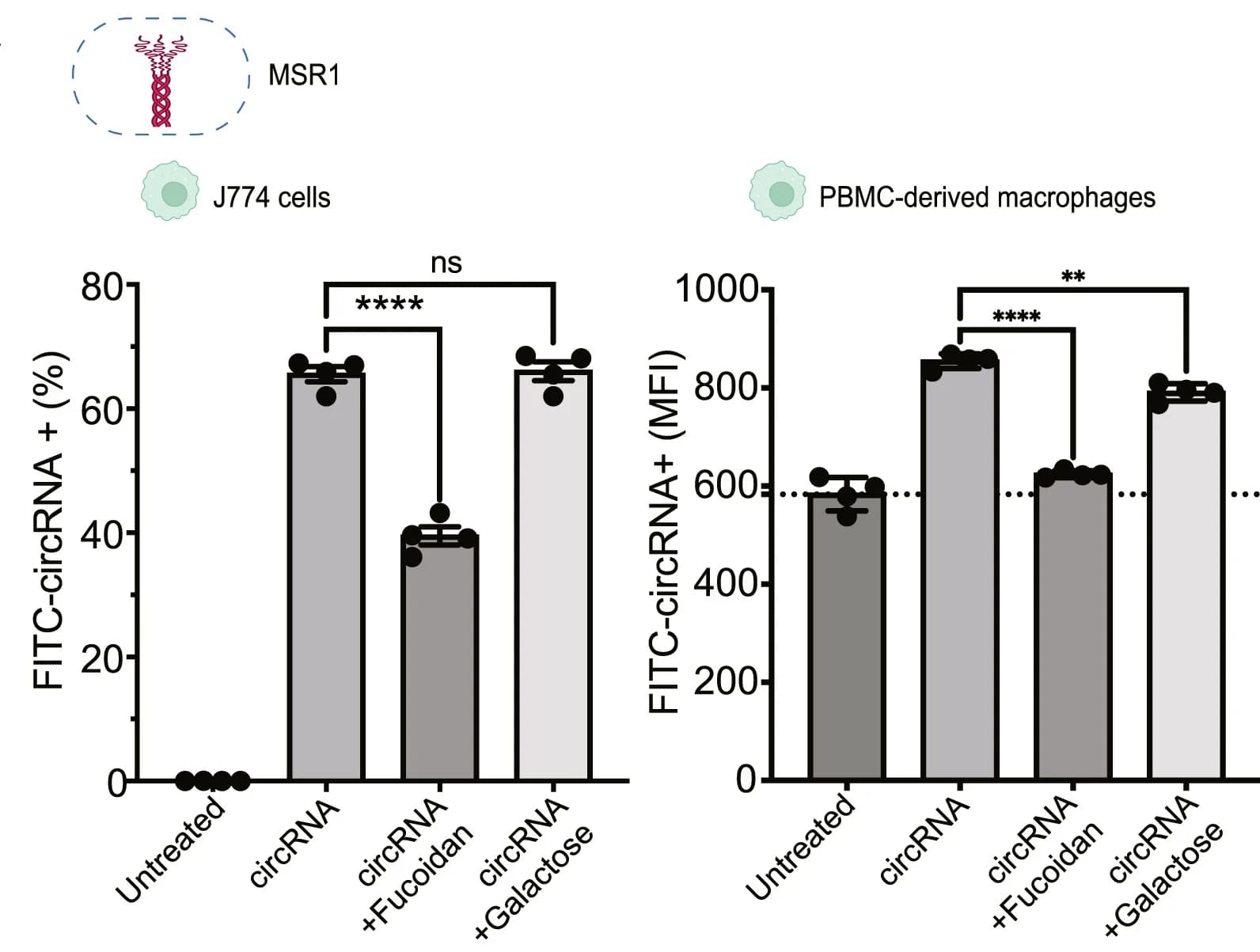 Open access visualization of Bar Plot, Error Bars, circRNA, Scavenger Receptor, J774 Cells