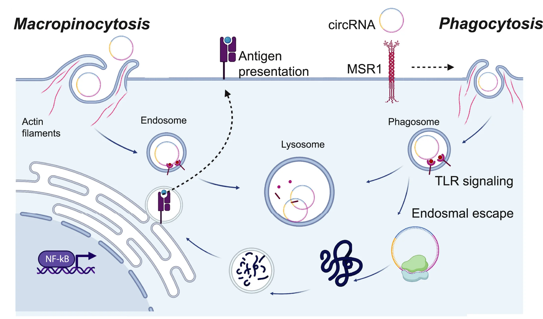 Open access visualization of Workflow, Illustration, circRNA, Macrophages, MSR1