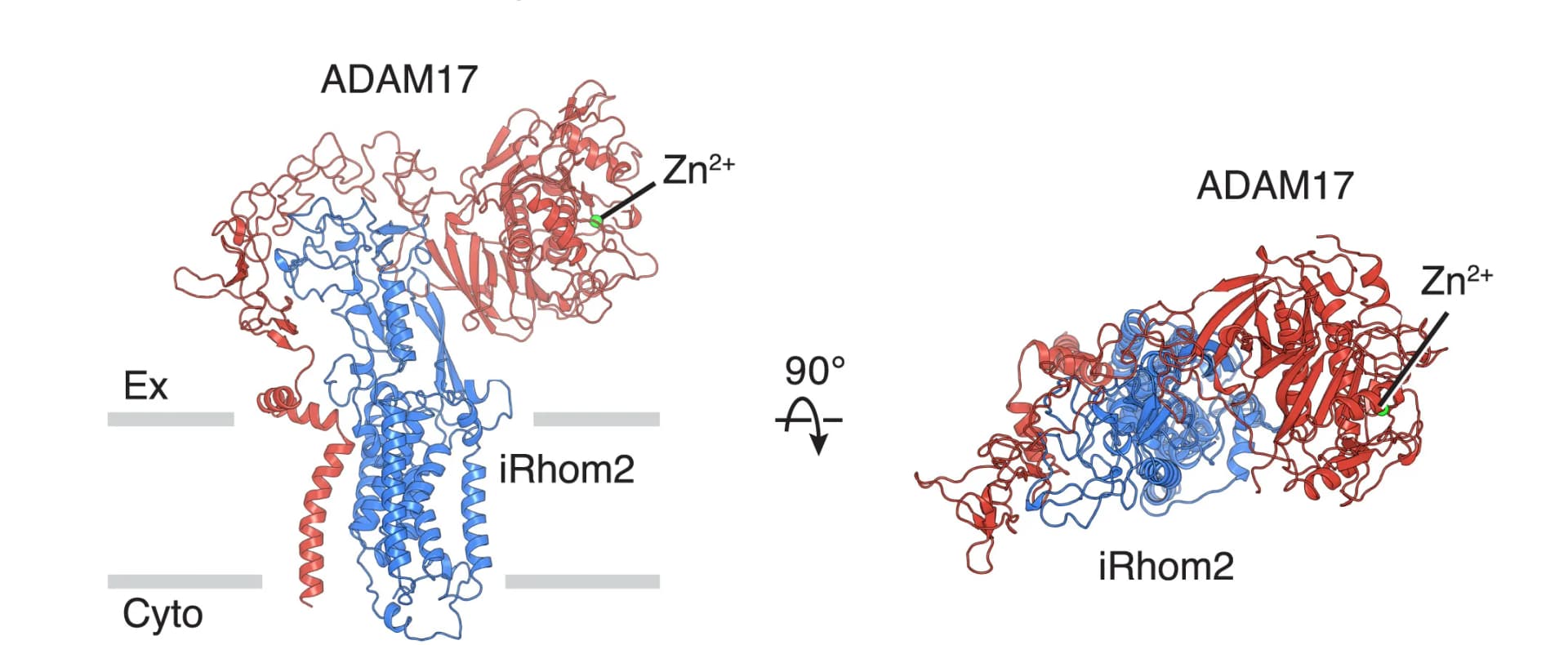 Open access visualization of Protein Structure, ADAM17, iRhom2, Complex, Structure