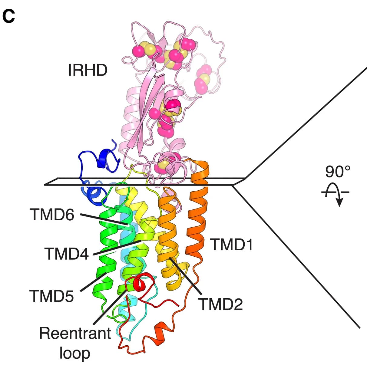 Open access visualization of Protein Structure, Transmembrane Domains, iRhom2, Extracellular Side