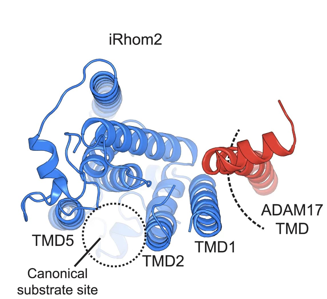 Open access visualization of Protein Structure, Intramembrane Interface, iRhom2, ADAM17