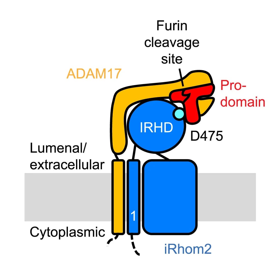 Open access visualization of Illustration, Sheddase Complex, ADAM17, Prodomain, iRhom2