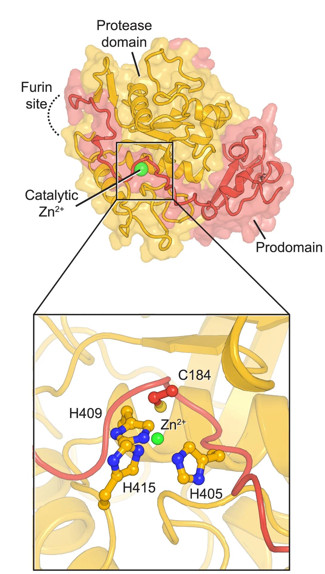 Open access visualization of Protein Structure, ADAM17, Prodomain, Protease Domain, Furin Site