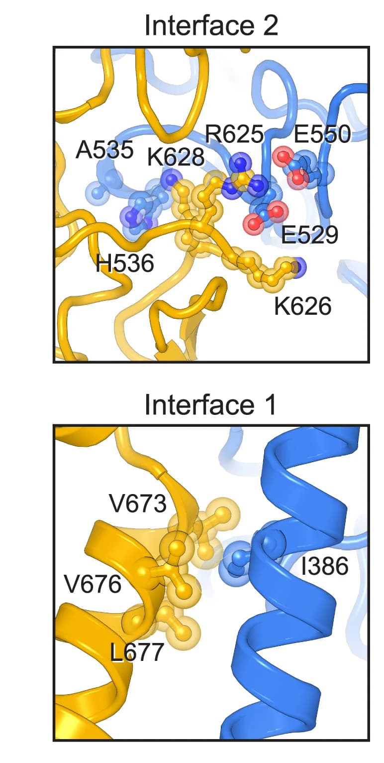 Open access visualization of Protein Structure, 3D Plot, iRhom2, ADAM17, Protein Interfaces