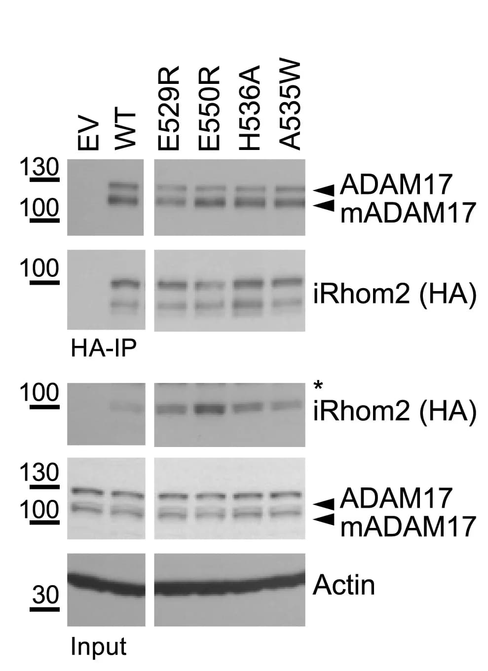 Open access visualization of Gel, Cell Lysates, Immunoprecipitation, ADAM17, HA-iRhom2