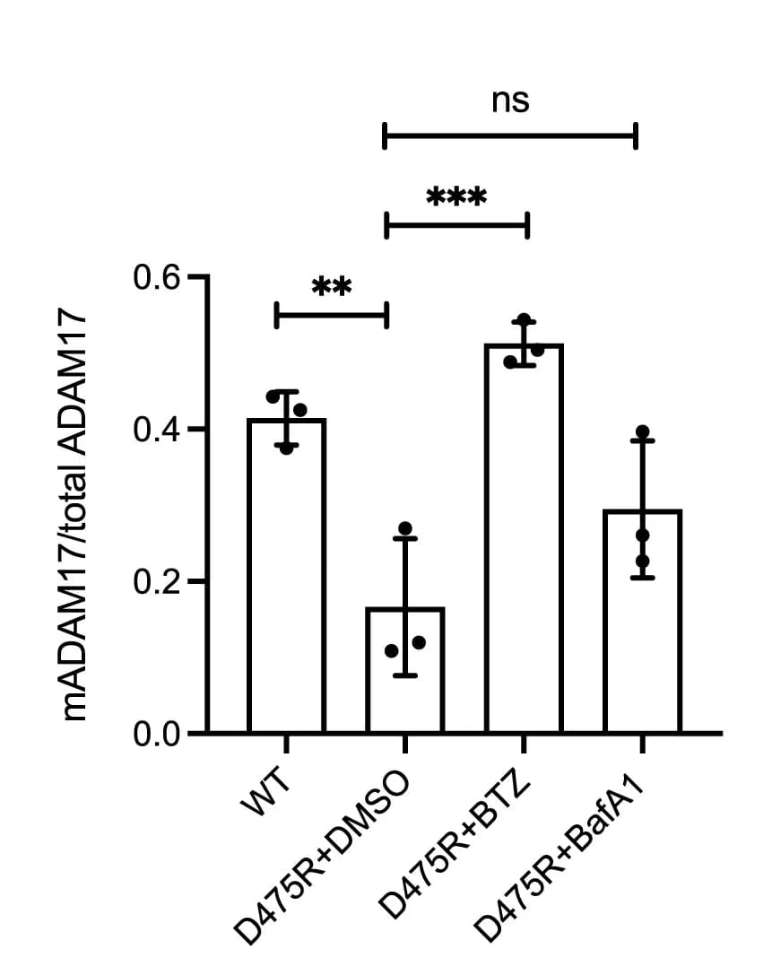 Open access visualization of Bar Plot, Error Bars, Western Blot Quantification, ImageJ, Dunnett’s Test