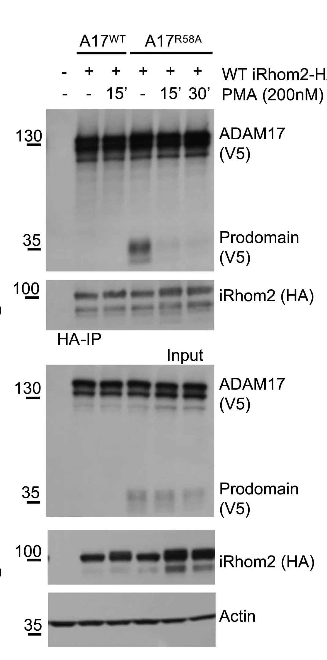 Open access visualization of Gel, iRhom1/2 DKO HEK Cells, Transfection, WT iRhom2, WT ADAM17