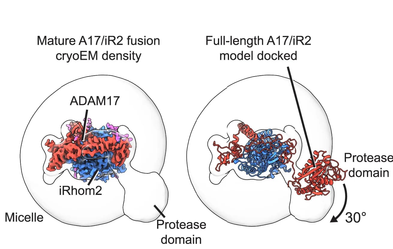 Open access visualization of Protein Structure, Structural Analyses, Mature ADAM17/iRhom2 Fusion, Protease Domain, Density Map
