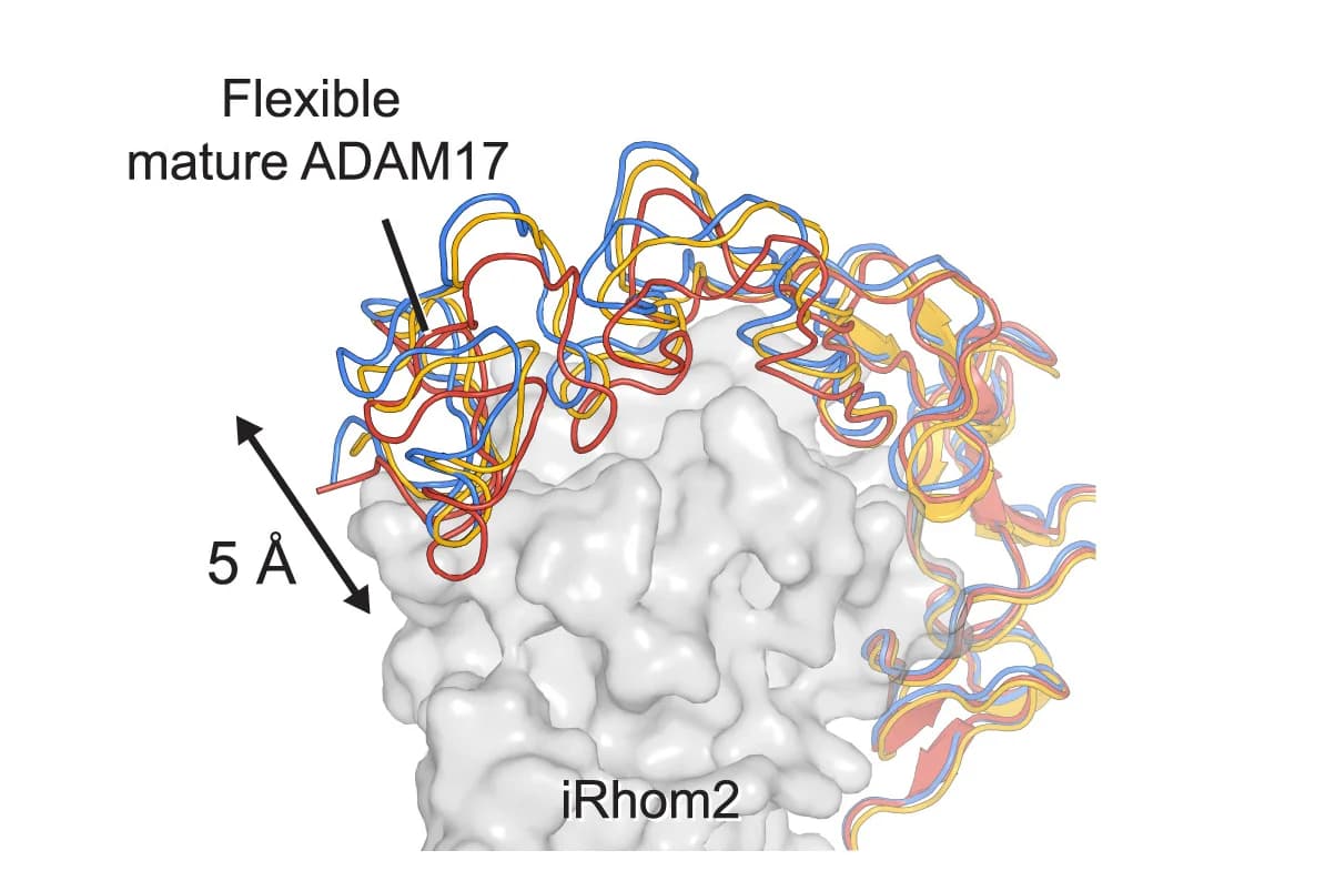 Open access visualization of Protein Structure, 3D Plot, Mature ADAM17 Extracellular Domain, Full-Length ADAM17/iRhom2, Mature ADAM17 Fusions