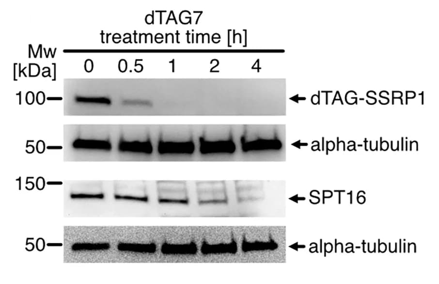 Open access visualization of Gel, Western Blots, FACT Subunits, Cell Lysates, dTAG7