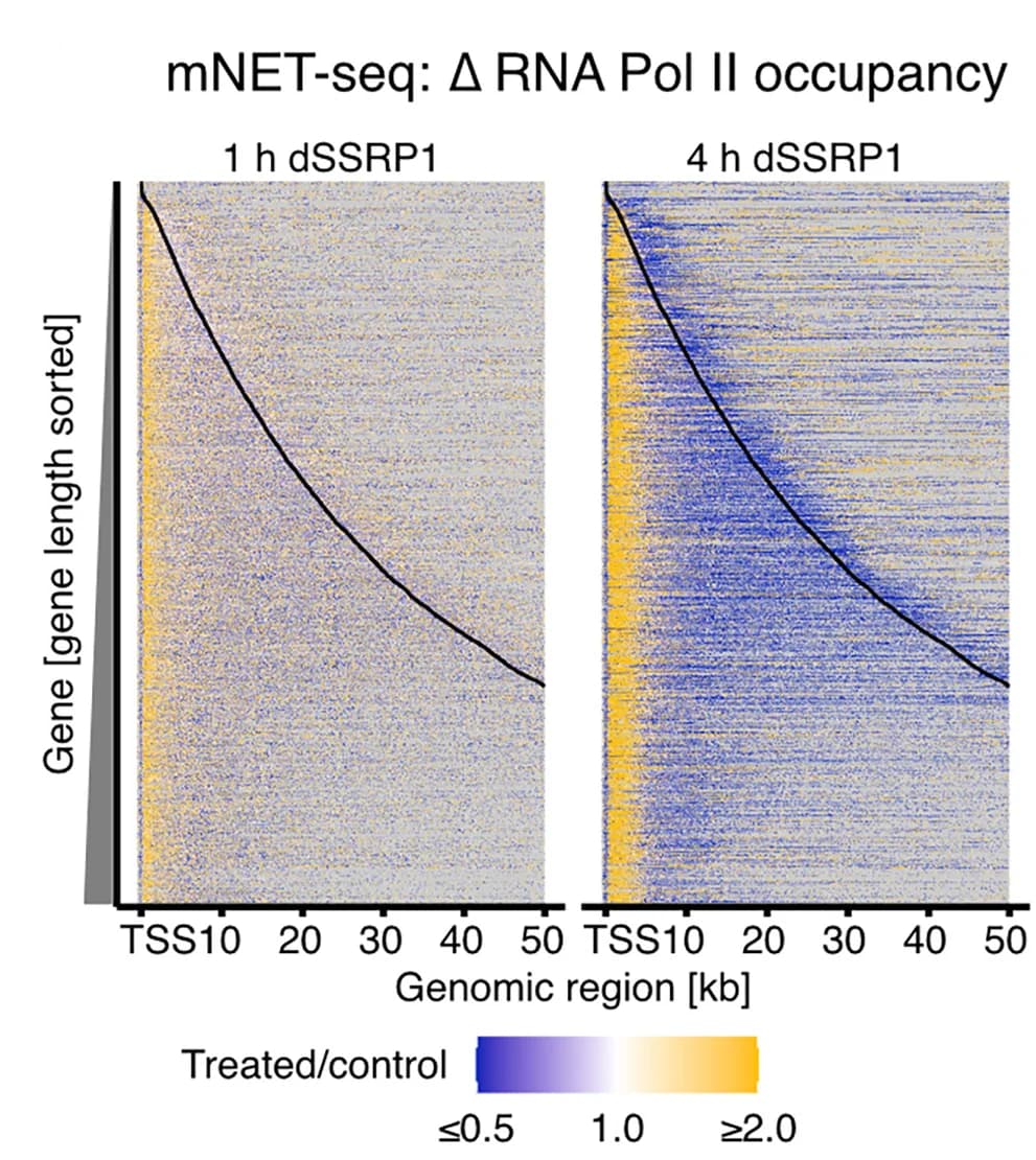 Open access visualization of Heatmap, Line Plot, RNA Pol II Occupancy, SSRP1 Depletion, Expressed Genes
