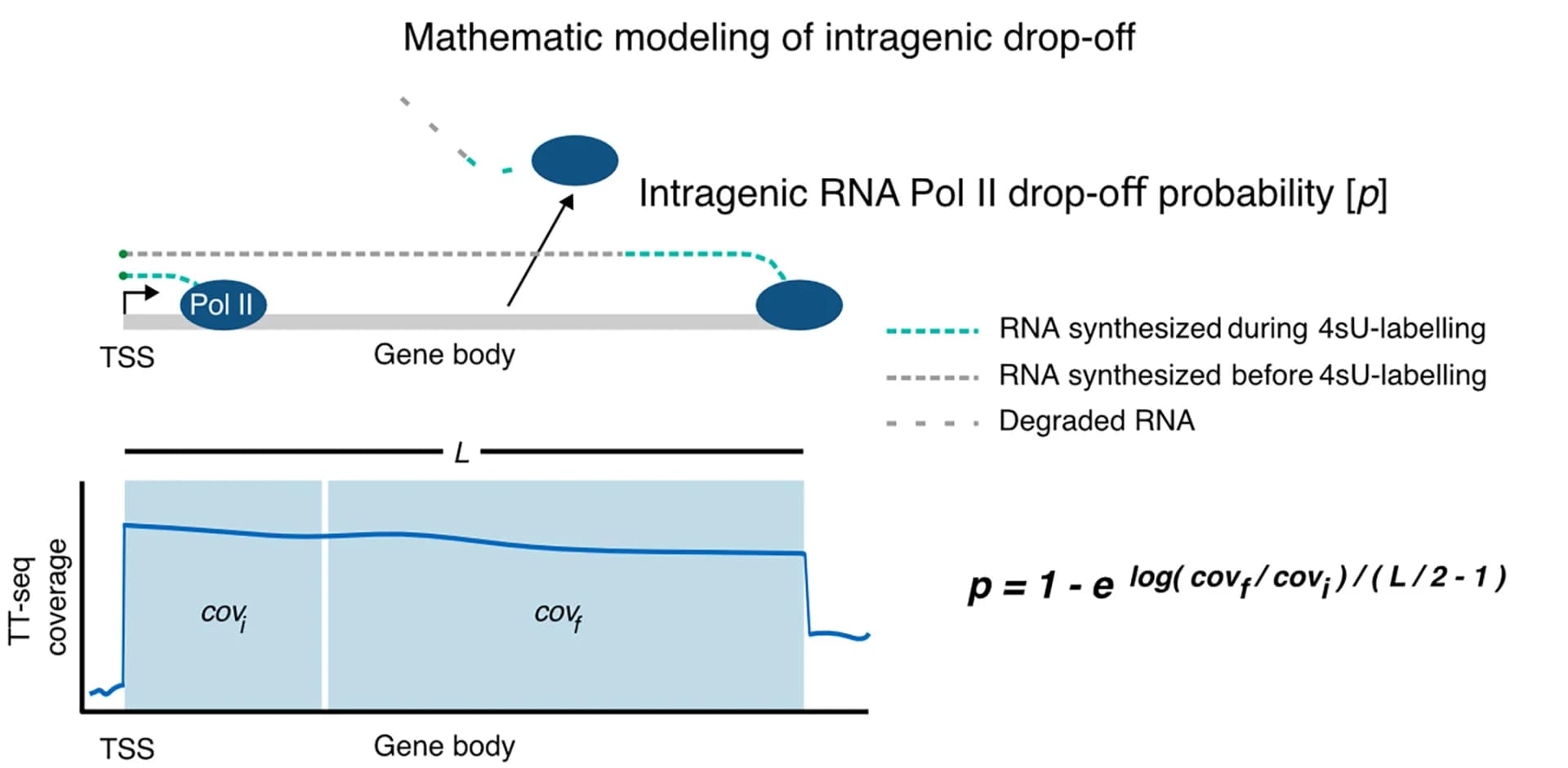 Open access visualization of Line Plot, Illustration, Schematic, Mathematical Modeling, RNA Pol II Drop-off Probability