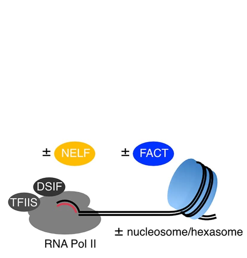 Open access visualization of Illustration, Workflow, RNA Elongation Assay, Elongation Complex, DNA Templates