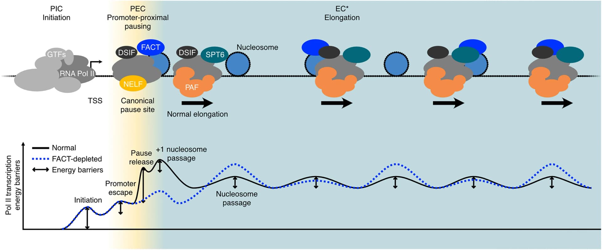 Open access visualization of Workflow, Line Plot, Illustration, RNA Pol II, Transcription