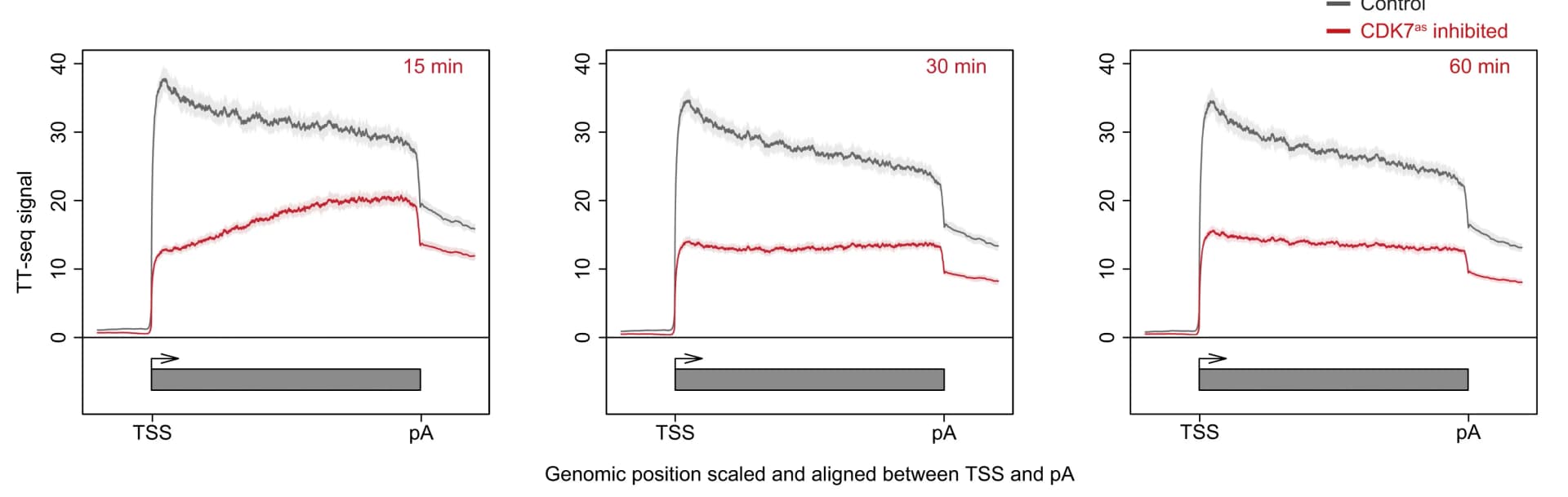 Open access visualization of Line Plot, Error Bars, Metagene Analysis, TT-seq Signal, Genes