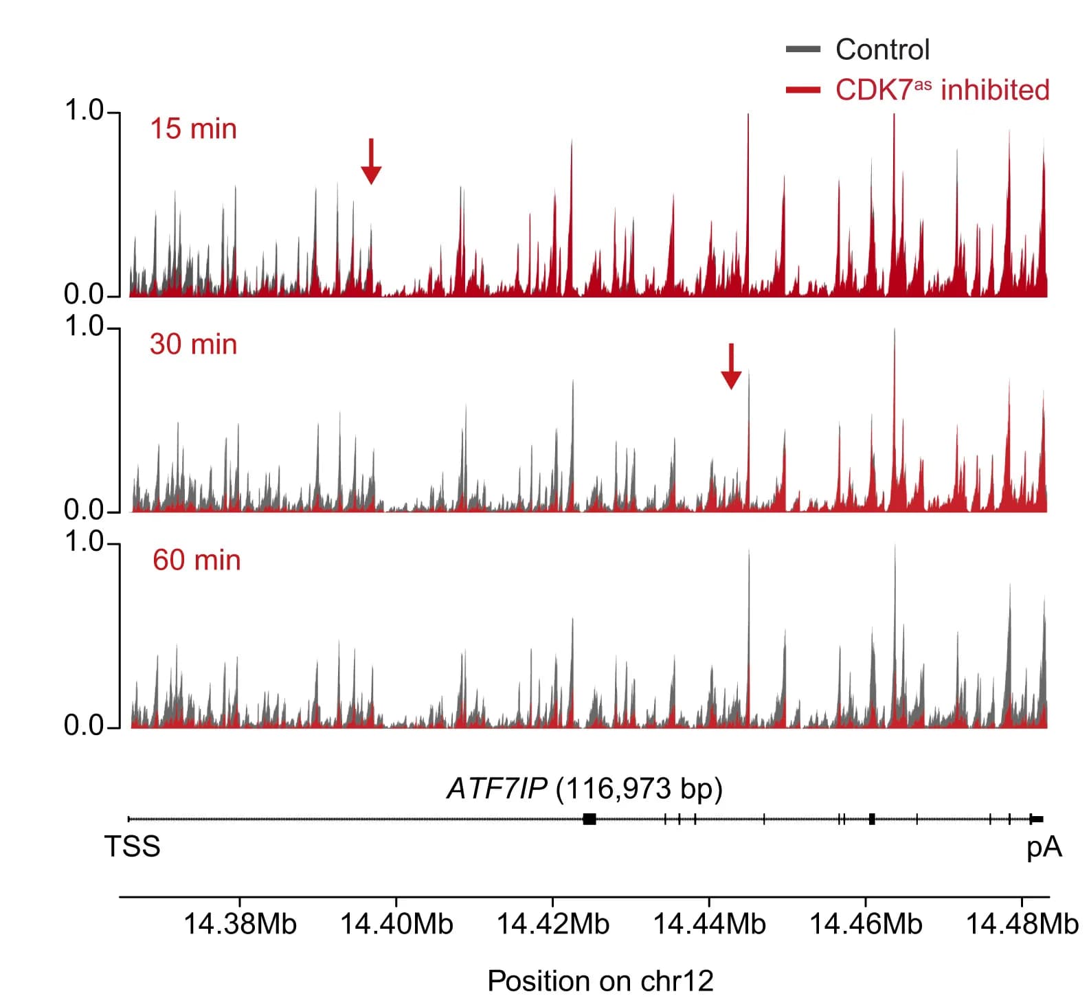 Open access visualization of Line Plot, TT-seq Signal, CDK7 Inhibition, ATF7IP Gene, Biological Replicates