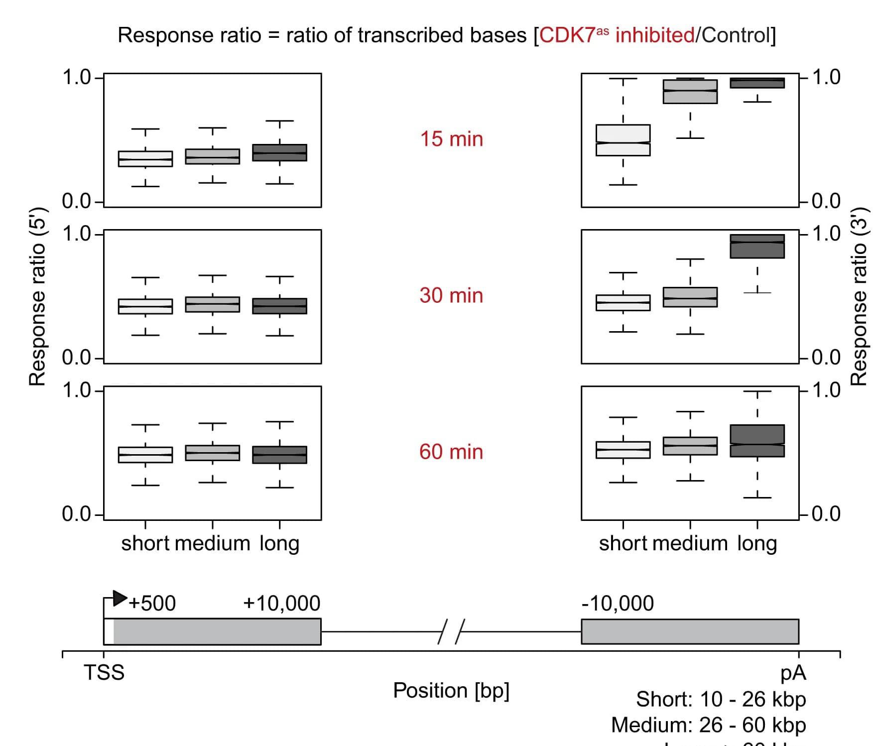 Open access visualization of Box Plot, Illustration, RNA Synthesis, Genes, CDK7 Inhibition