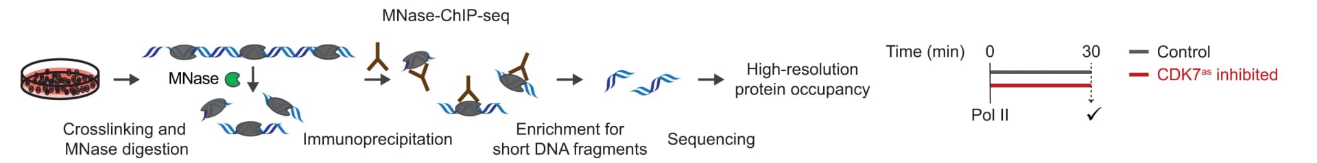 Open access visualization of Workflow, Line Plot, MNase-ChIP-seq