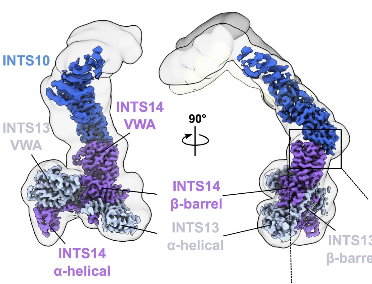 Open access visualization of Protein Structure, Cryo-EM Map, Subunit Identity, Peripheral Regions