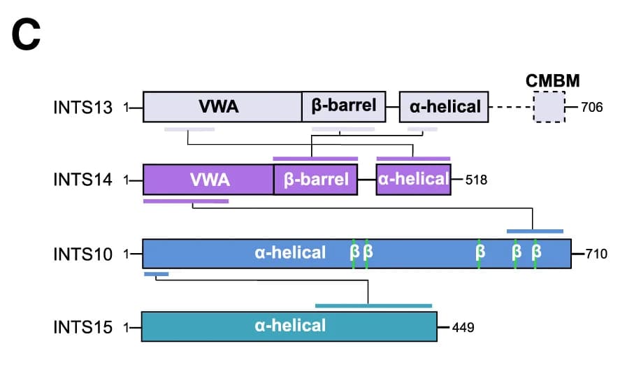Open access visualization of Workflow, INTS10-INTS14 Interface, Amino Acid Residues, Cryo-EM Density, Metal Ion