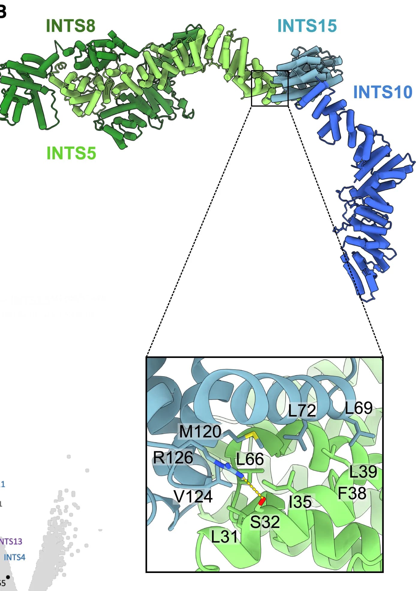 Open access visualization of Protein Structure, Scatter Plot, INTS5-INTS15 Interface, AlphaFold2, Cryo-EM Reconstruction