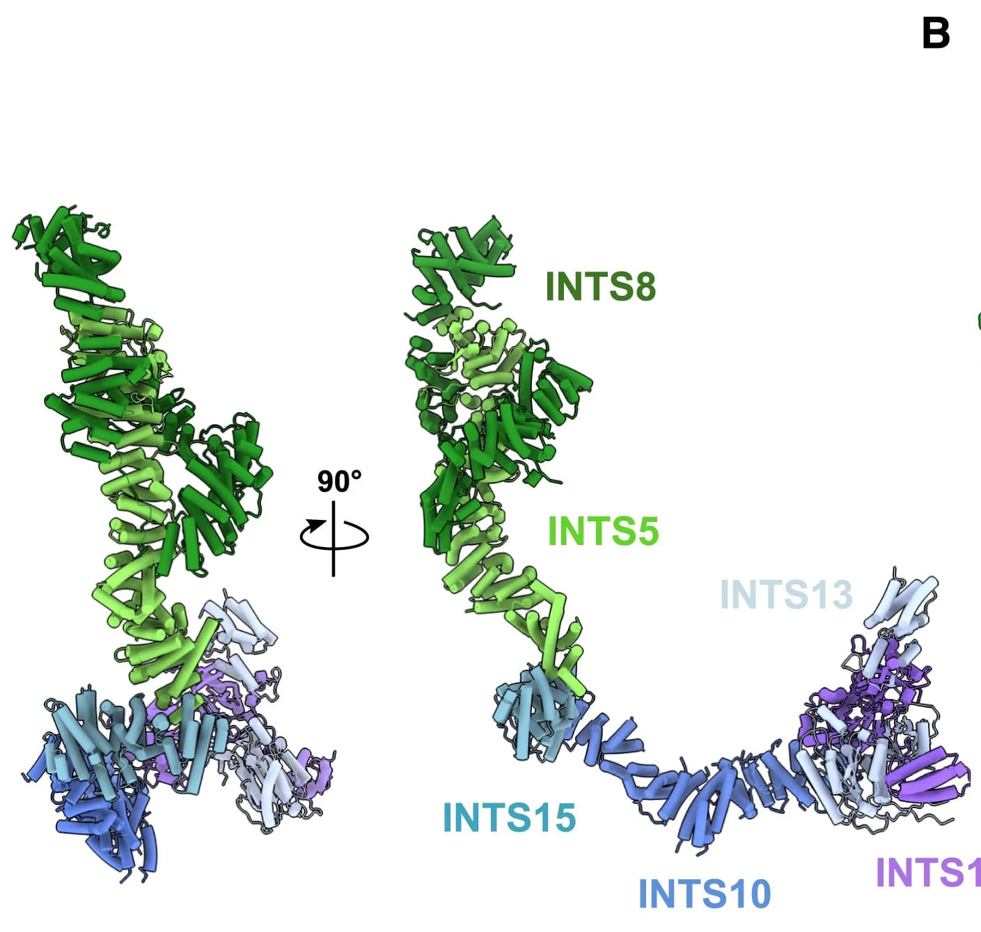 Open access visualization of Protein Structure, Integrator, Shoulder-arm Module, Cryo-EM Structures, Subunits