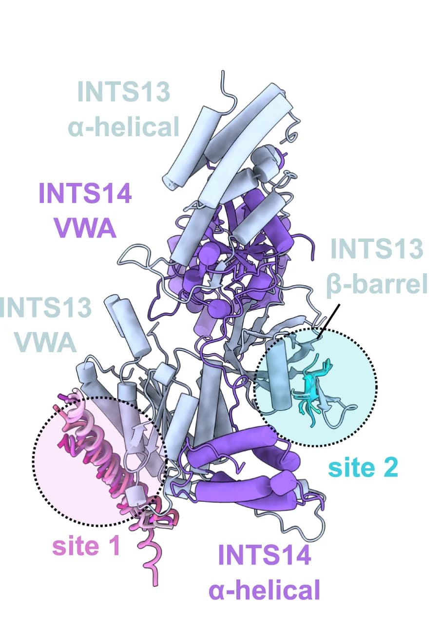 Open access visualization of Protein Structure, INTS13 Binding Sites, Transcription Factors