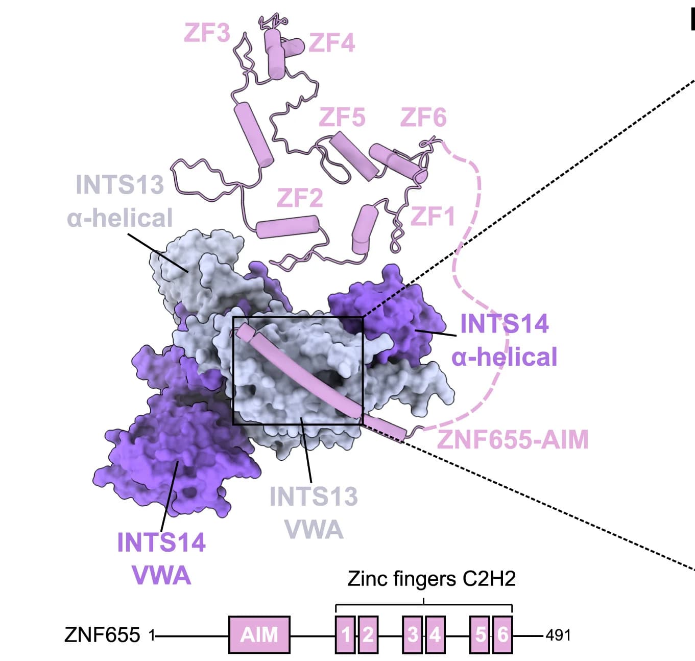 Open access visualization of Protein Structure, Illustration, Structural Model, ZNF655, INTS13/14
