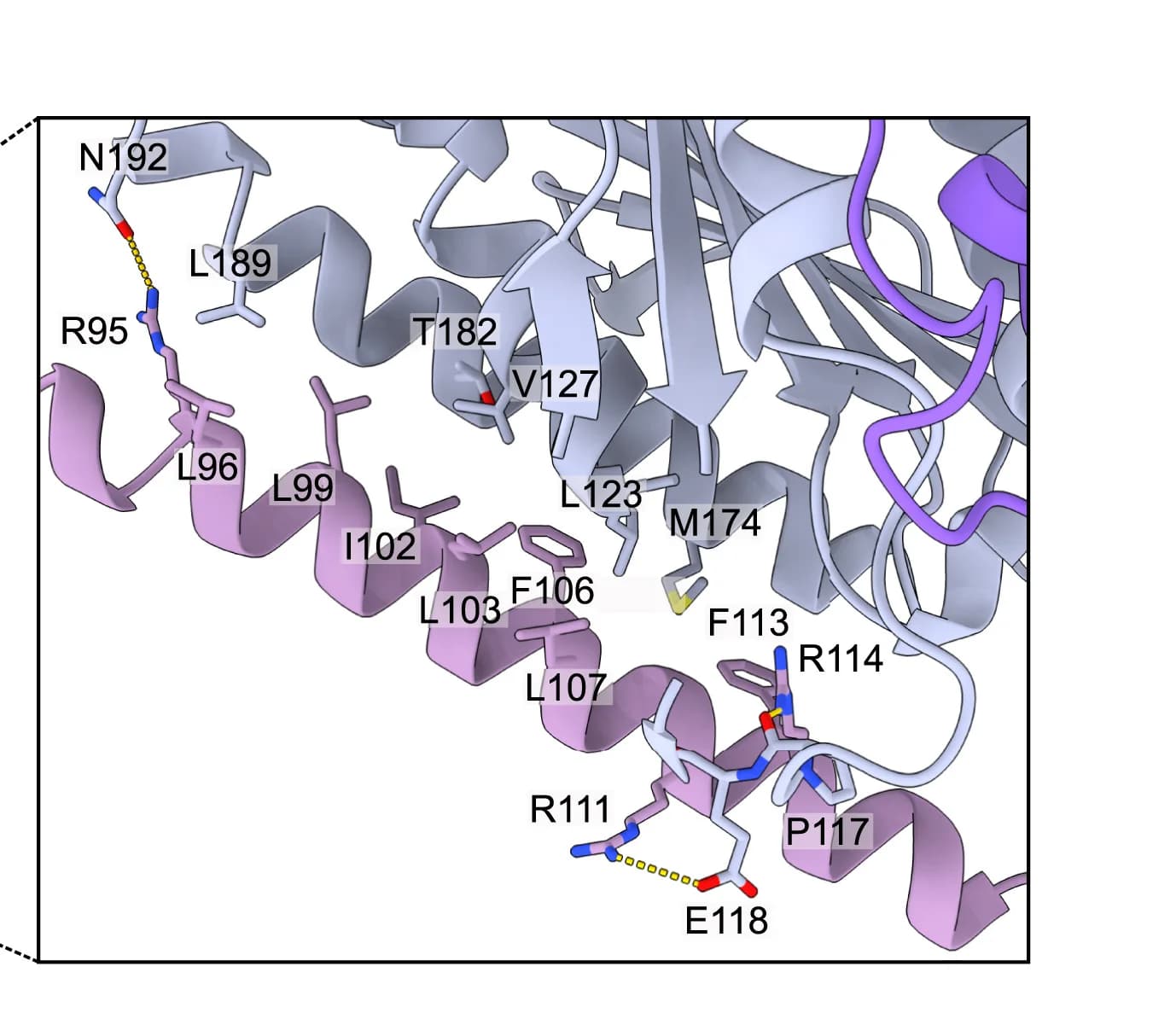 Open access visualization of Protein Structure, AlphaFold2 Prediction, ZNF655, INTS13, Interface