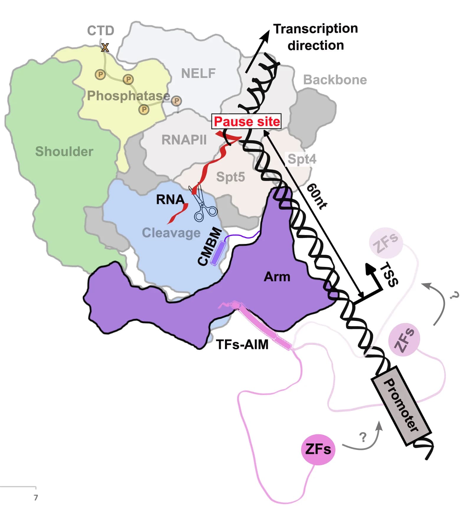 Open access visualization of Workflow, Illustration, Schematic Model, ZNF655, Integrator-PEC Complex