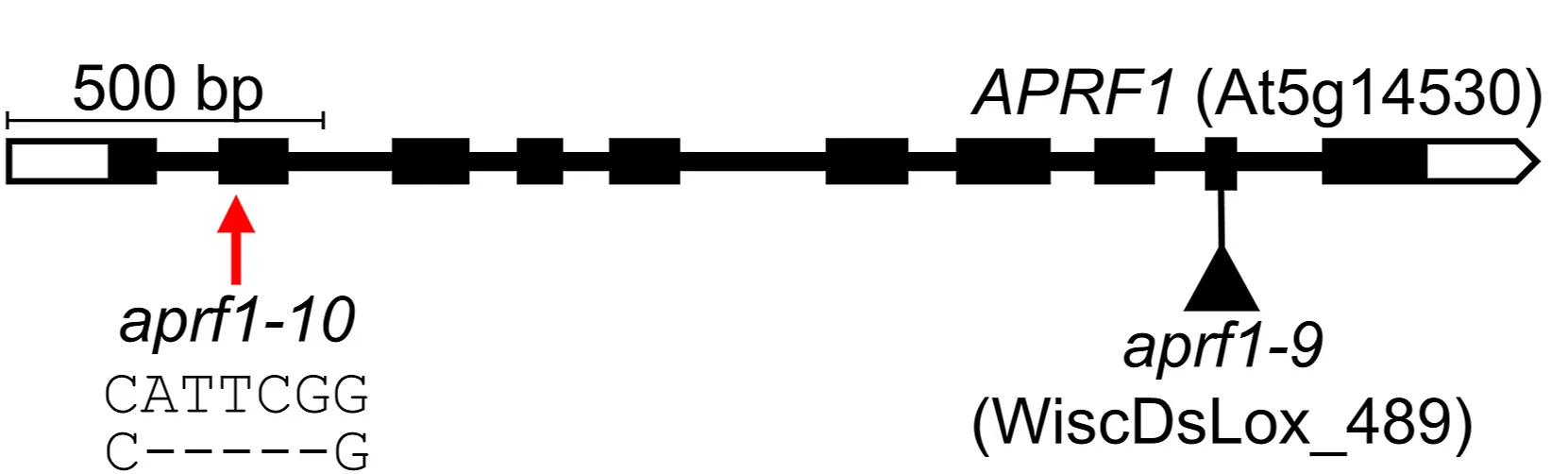 Open access visualization of Illustration, APRF1 Gene, Mutations, Exons, Introns