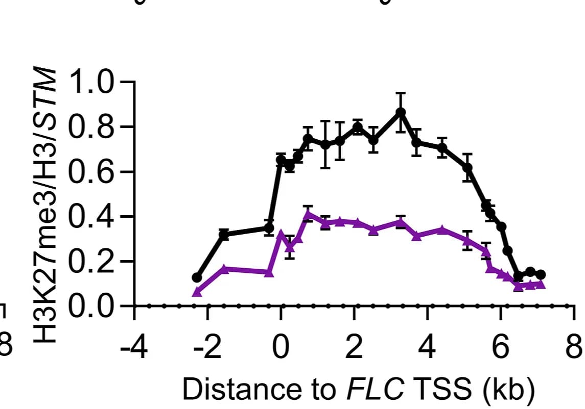Open access visualization of Line Plot, Error Bars, ChIP Analysis, H3K27me3, FLC