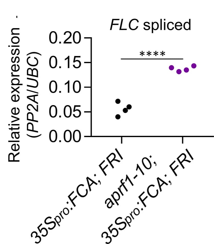 Open access visualization of Scatter Plot, Relative Values, FLC Spliced, Genetic Backgrounds, UBC Gene