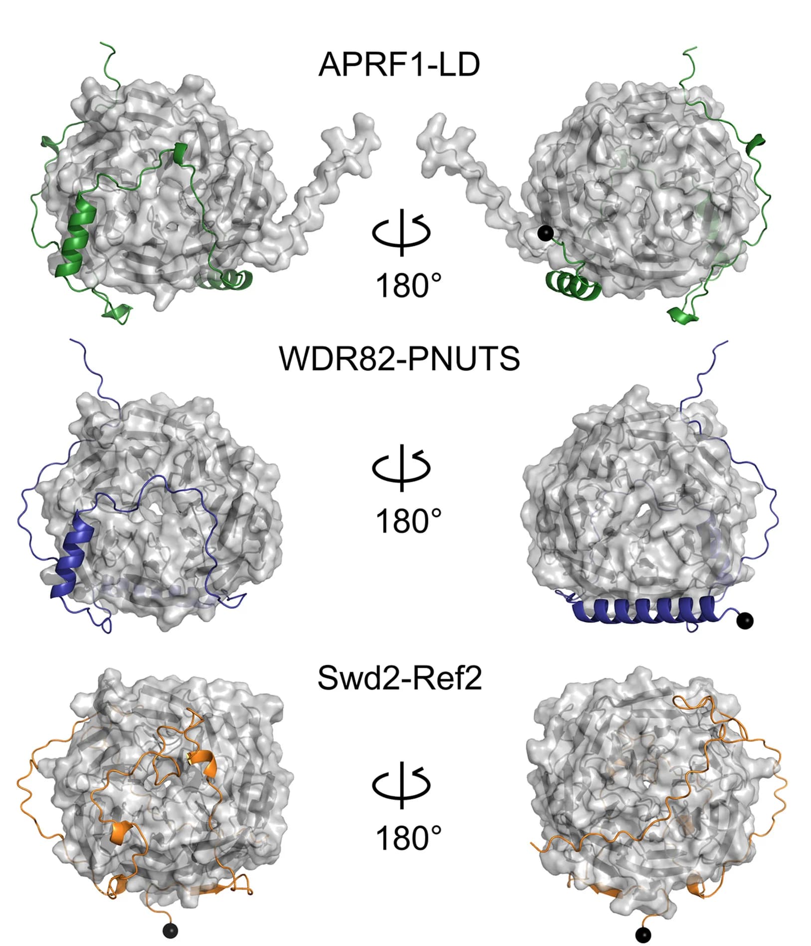 Open access visualization of Protein Structure, AlphaFold2 Predictions, Complexes, APRF1-LD, WDR82-PNUTS