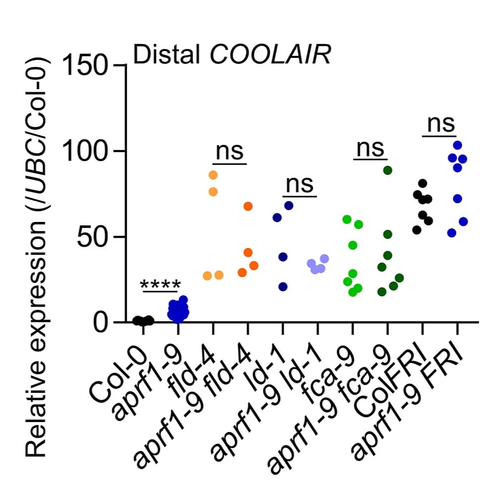 Open access visualization of Scatter Plot, Relative Expression, Distal COOLAIR, Genotypes