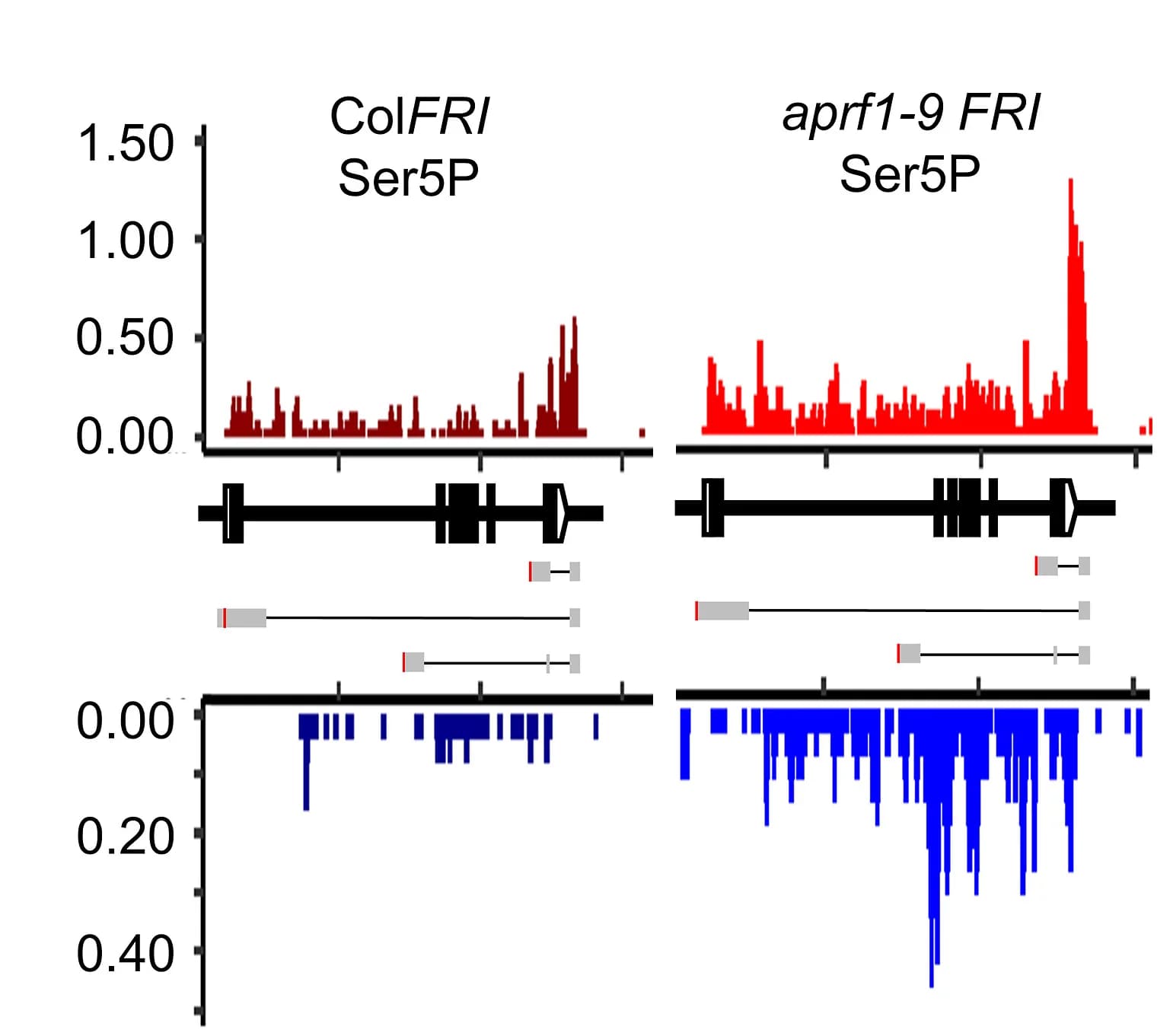 Open access visualization of Bar Plot, plaNET-seq, FLC Locus, ColFRI, aprf11-9 FRI