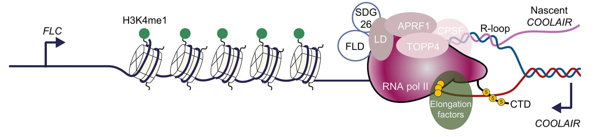 Open access visualization of Workflow, Flowchart, Illustration, Open FLC Chromatin, H3K4me1