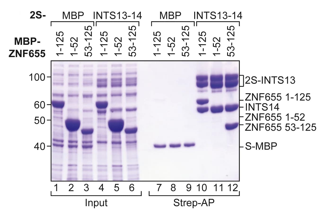 Open access visualization of Gel, Coomassie Staining, SDS-PAGE, MBP-ZNF655, E. Coli