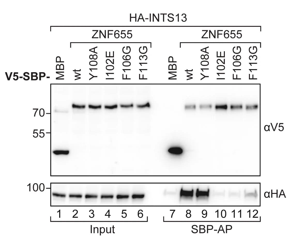 Open access visualization of Gel, Western Blots, Inputs, Elutions, Co-APs